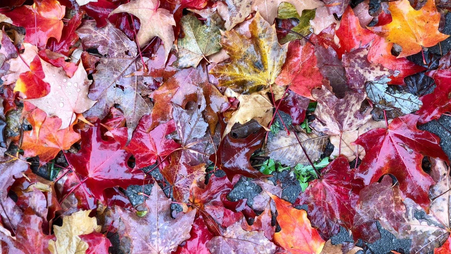 Autumn at Cookery - our faves!