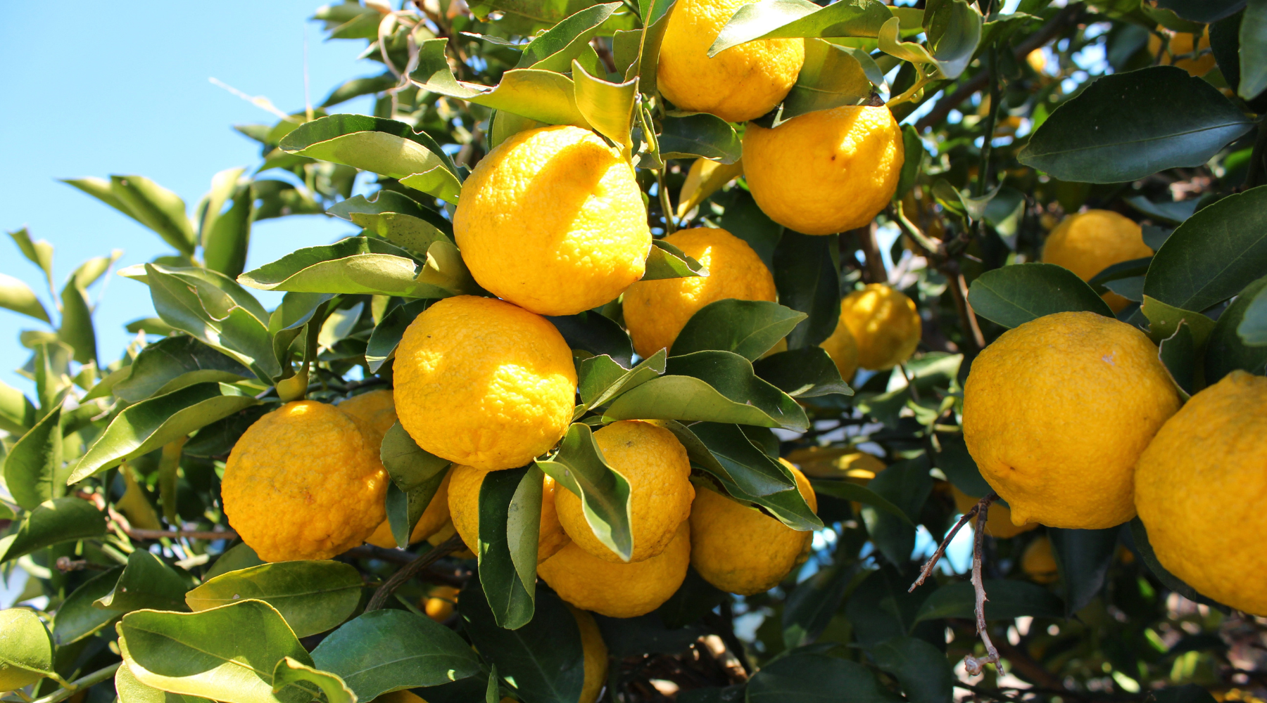 Sparkling Yuzu Lemonade