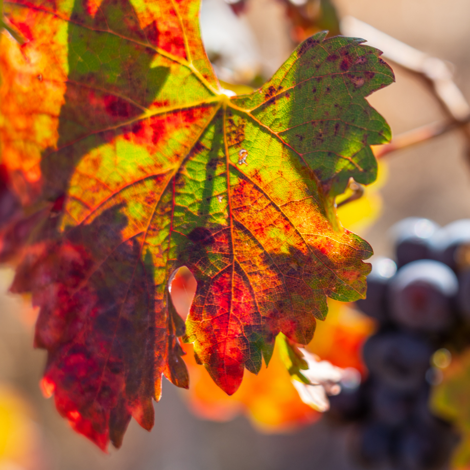 IN PERSON CLASS: Harvest Wines - A Taste of Home, Wed. Oct. 7 (Cookery Leslieville)