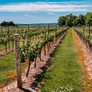 IN PERSON CLASS: An Ontario Wine Showcase, Tues. June 16 (Cookery Yonge)