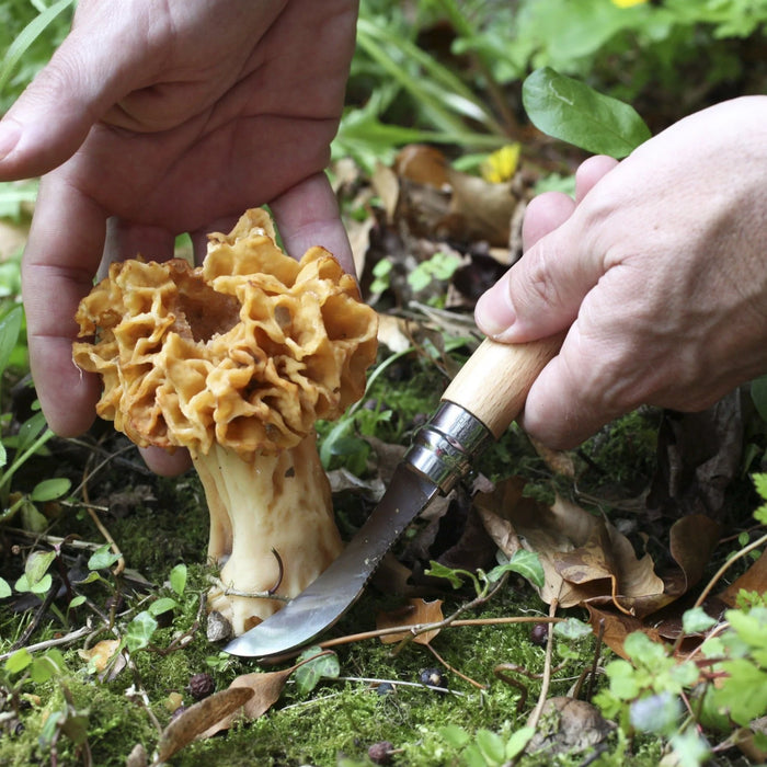 Opinel N°08 Stainless Steel Mushroom Knife