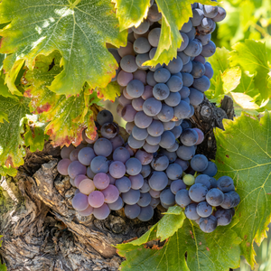 IN PERSON CLASS: Wines of the Rhone Valley - North vs South, Tues. May 26 (Cookery Yonge)